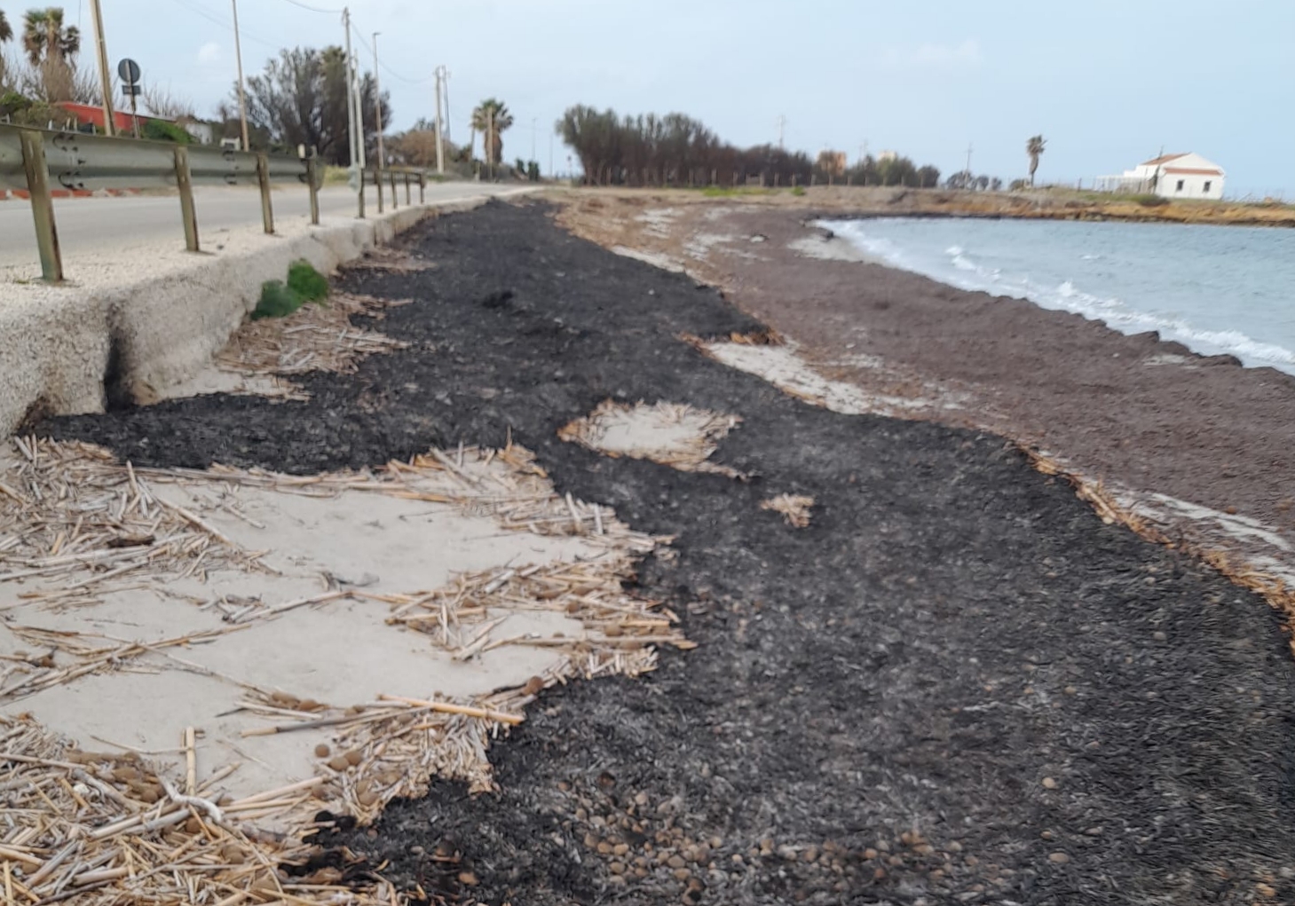 Marsala, bruciato il canneto lungo la spiaggia di San Teodoro