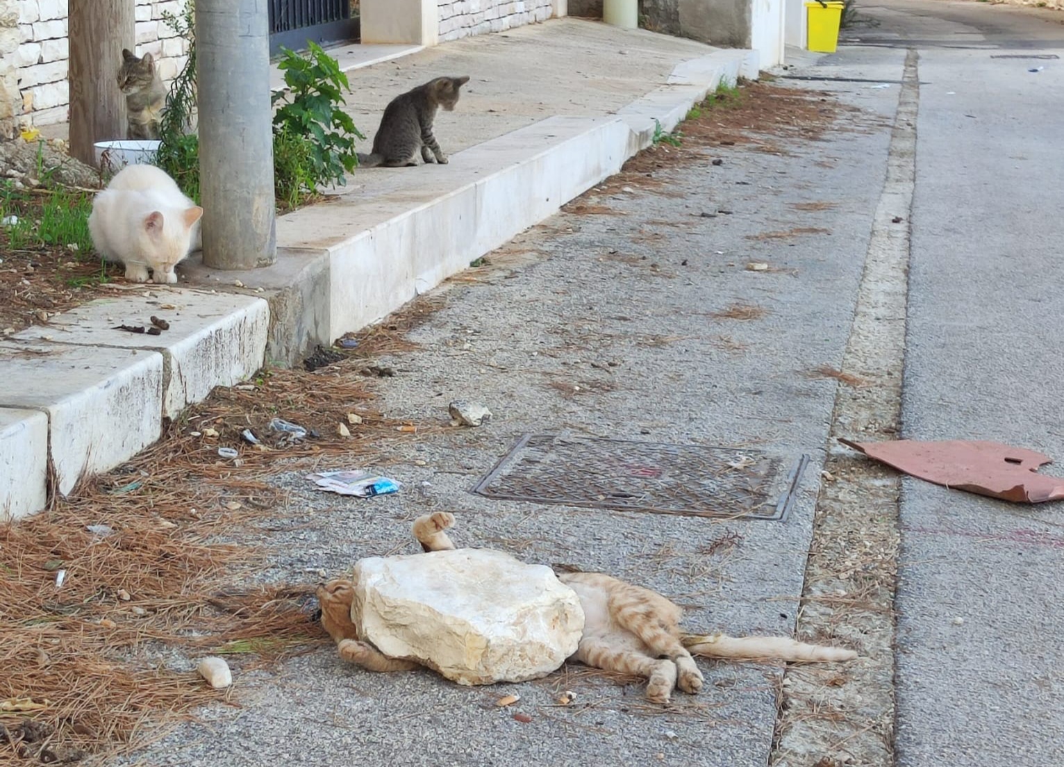 Gatto schiacciato e bruciato in via Manzoni