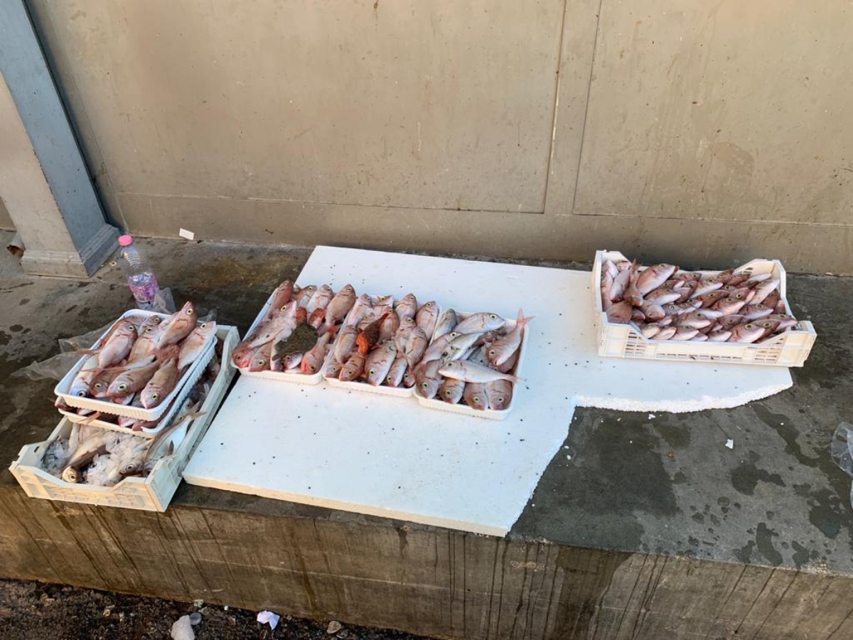 Mazara del Vallo, la Guardia Costiera sequestra pesce non tracciato