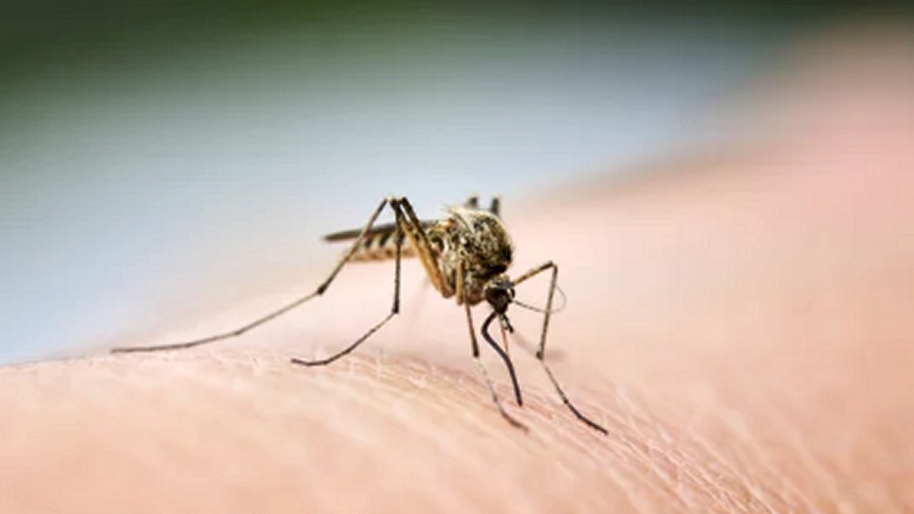 Mazara del Vallo, probabile caso di febbre West Nile